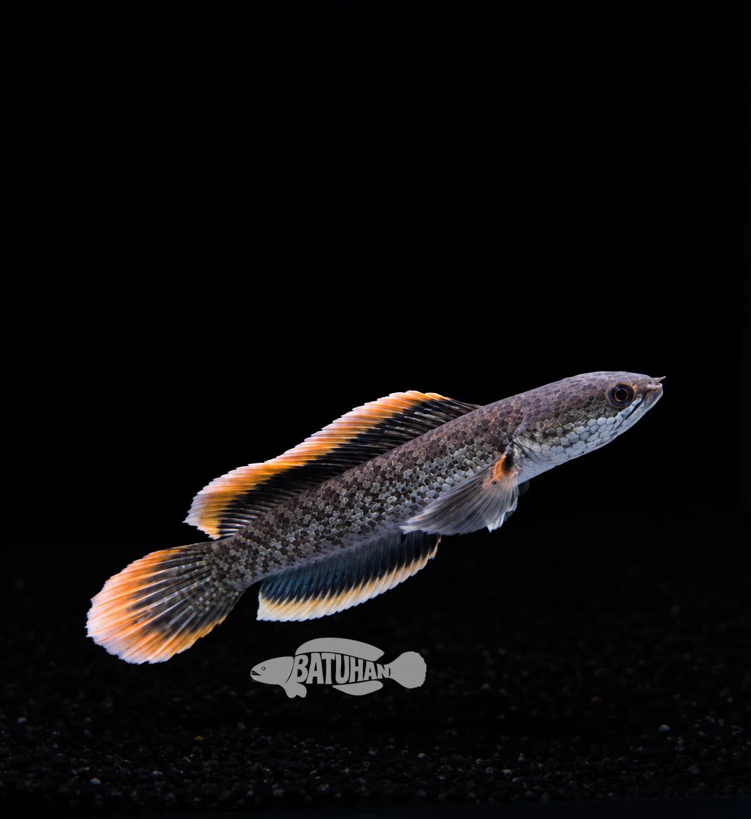 Channa Limbata