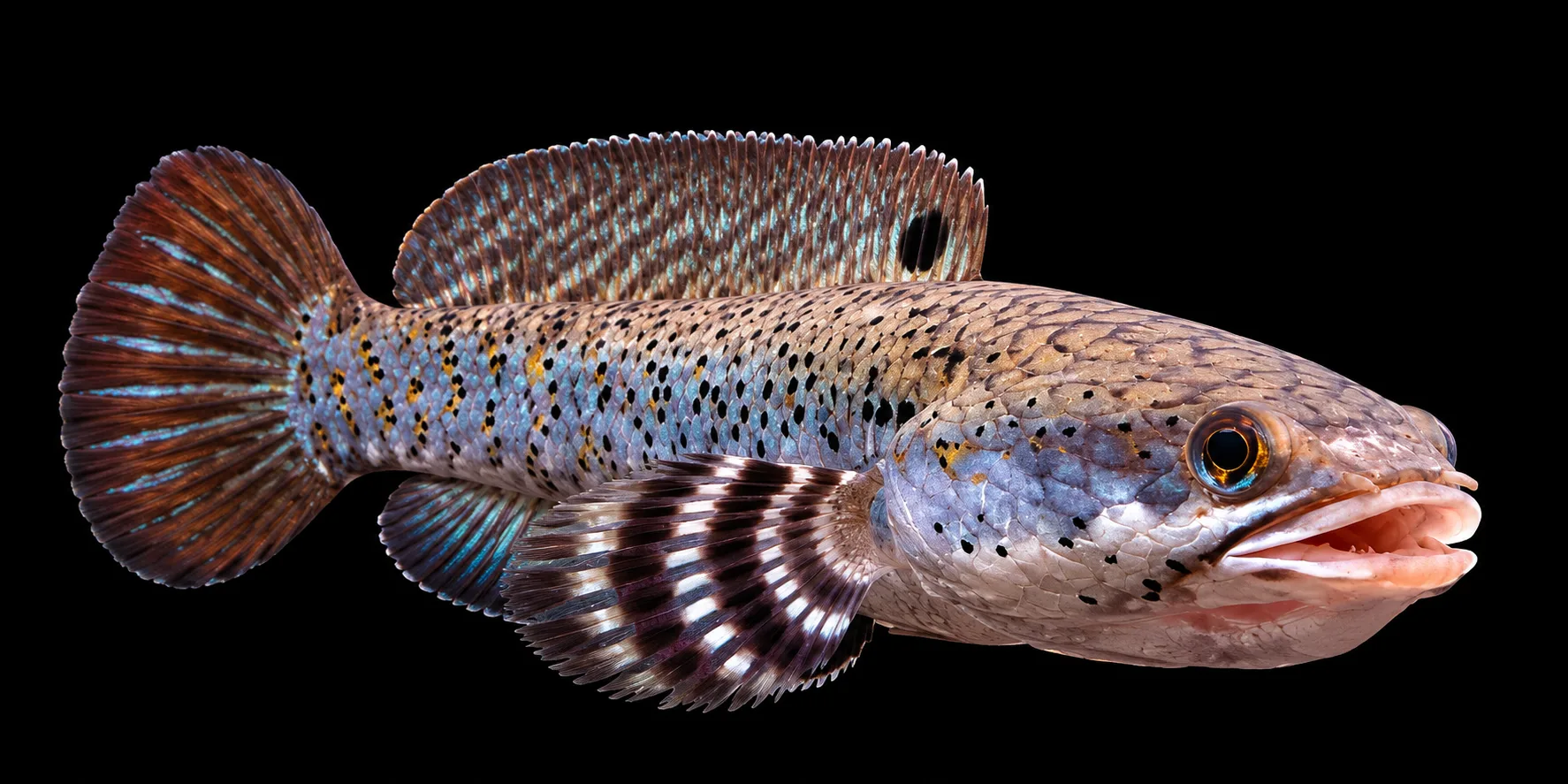 Channa Pulchra