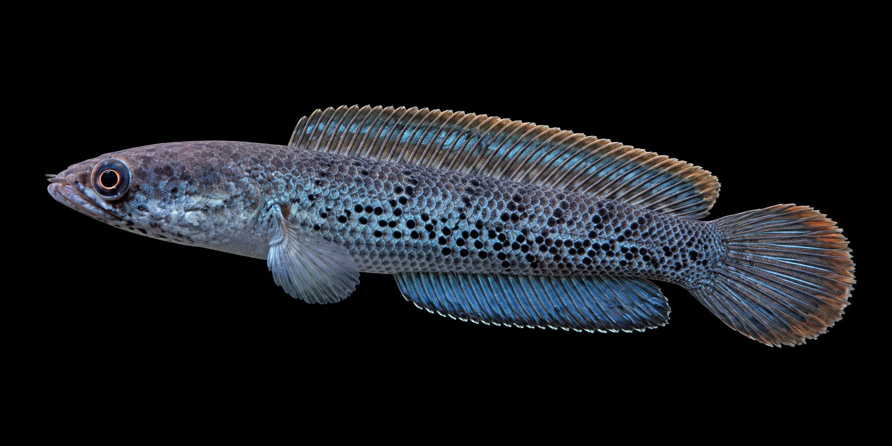 Channa Stewartii