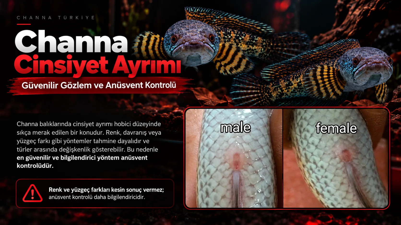 Channa Cinsiyet Ayrımı: Erkek ve Dişi Nasıl Anlaşılır?
