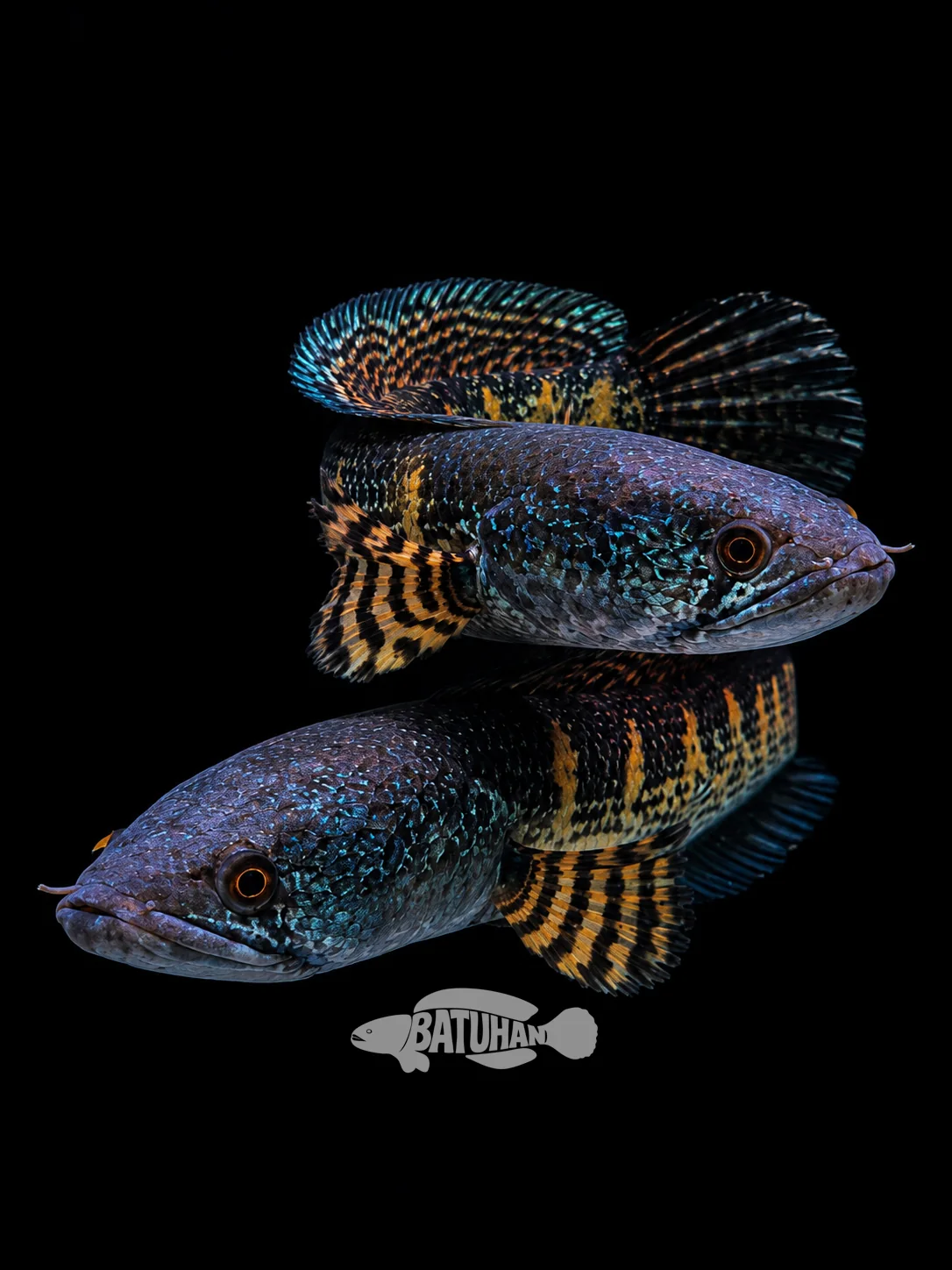 Channa Aurantimaculata