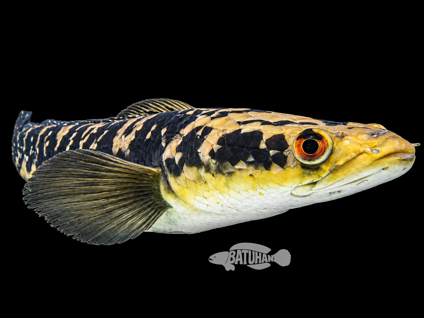 Channa Marulioides