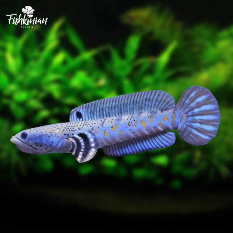 5e8c5729191c9be34ce2f746d031c055