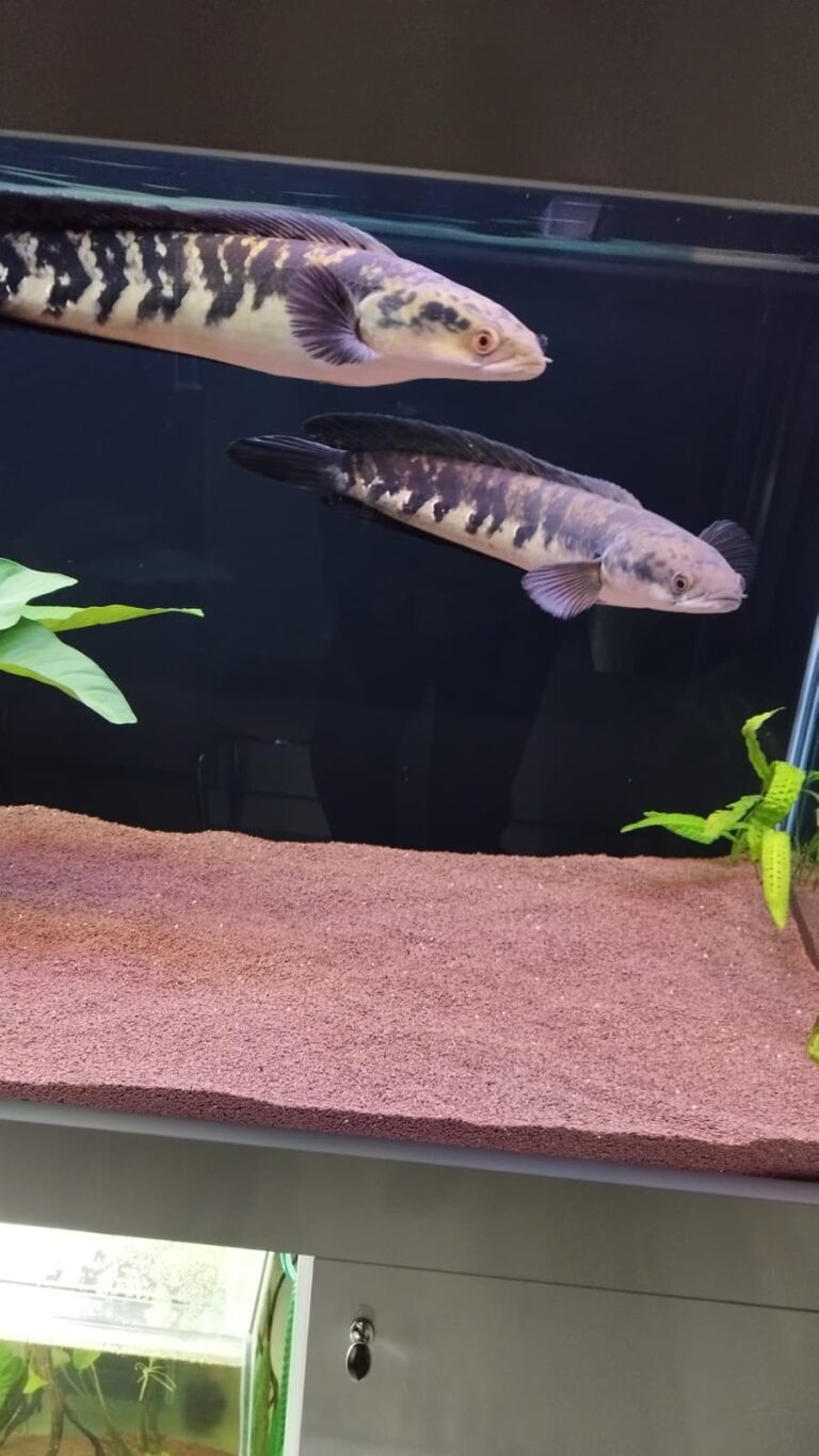 whatsapp image 2025 12 08 at 08.57.17