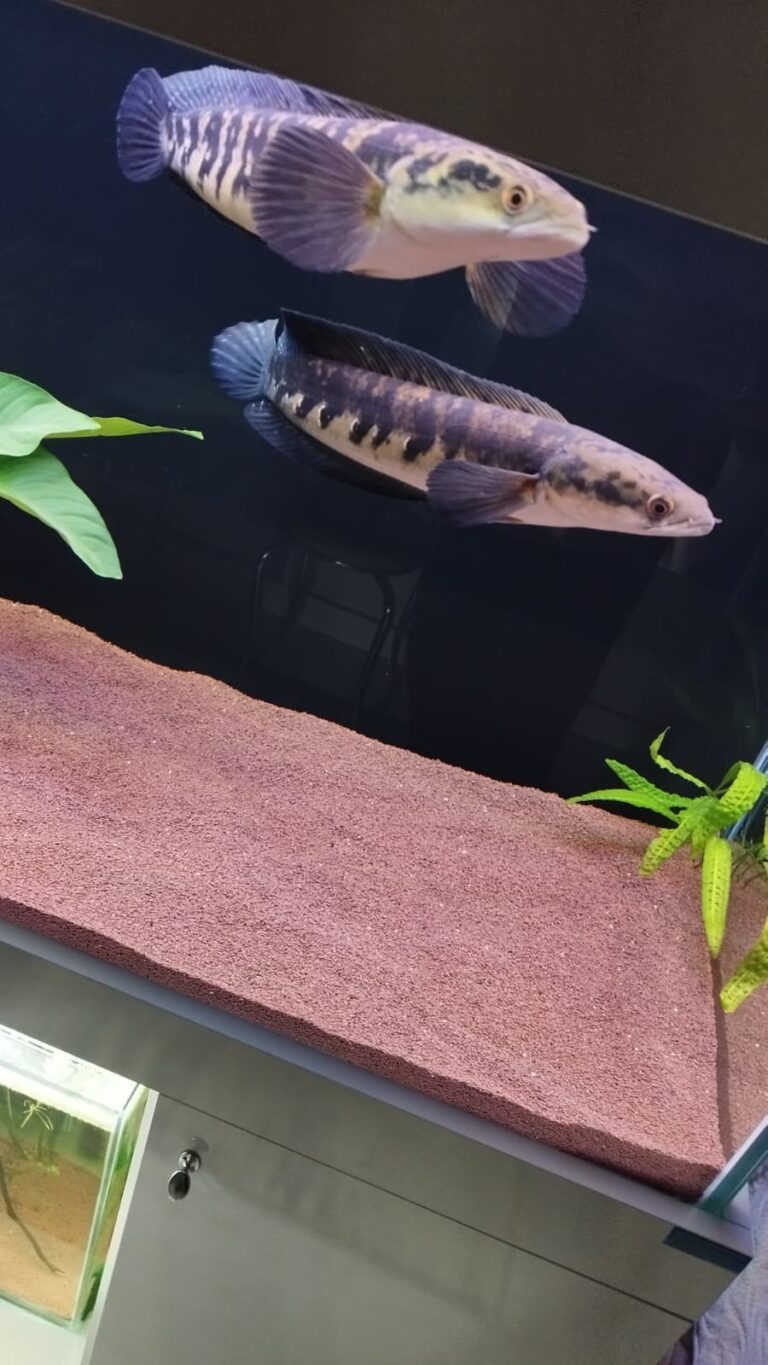 whatsapp image 2025 12 08 at 08.57.17(1)