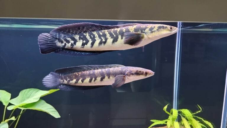 whatsapp image 2025 12 08 at 08.57.17(2)