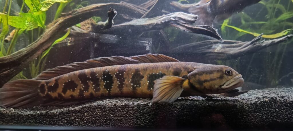 whatsapp image 2025 12 12 at 15.59.57 (1)