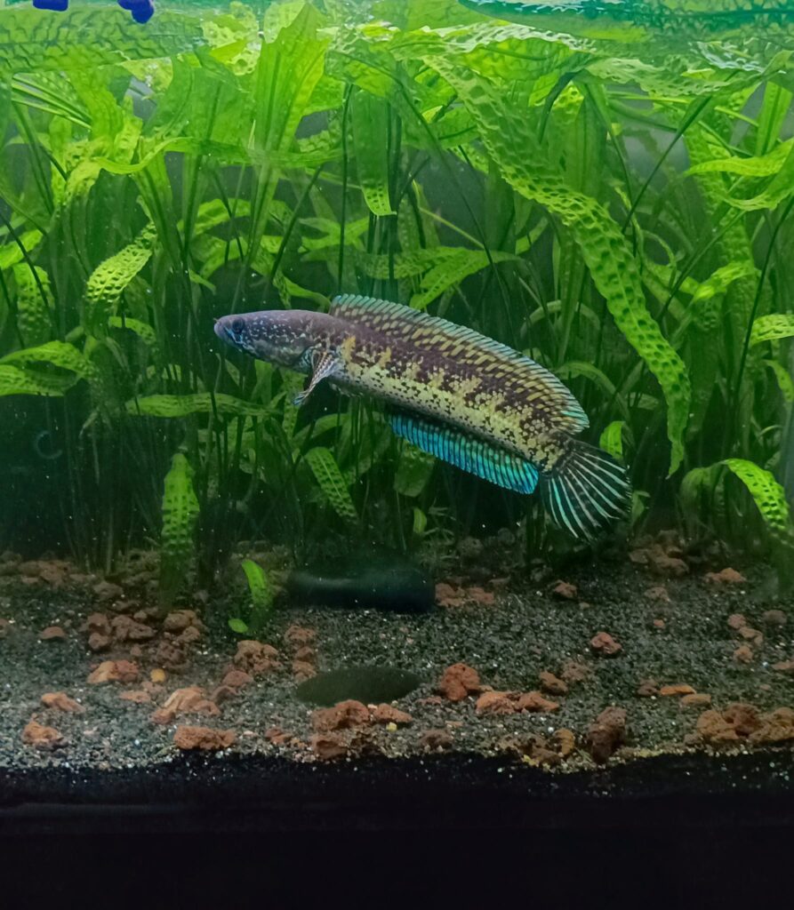 whatsapp image 2025 12 12 at 16.02.16 (1)