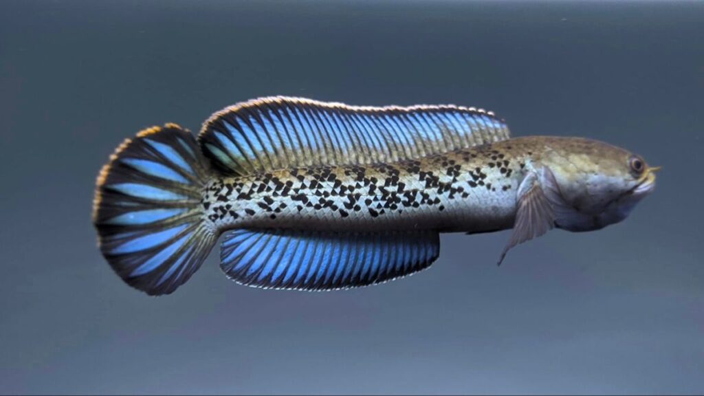 aa7c7625fd4161c525bab8e6f6488101