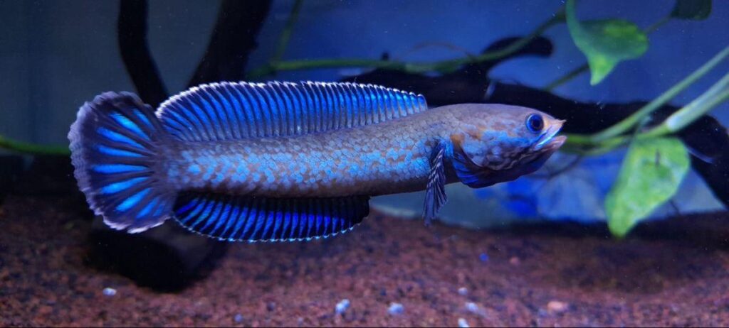 Channa Andrao Bakimi 1024x462