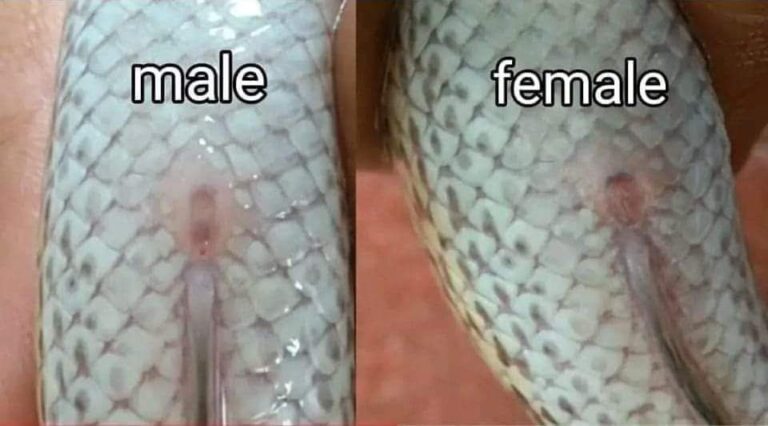 Channa Cinsiyet Ayrımı channa 123