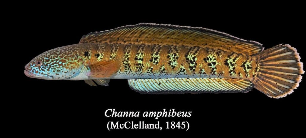 Cropped Cropped Channa Amphibeus 1 1 1024x464