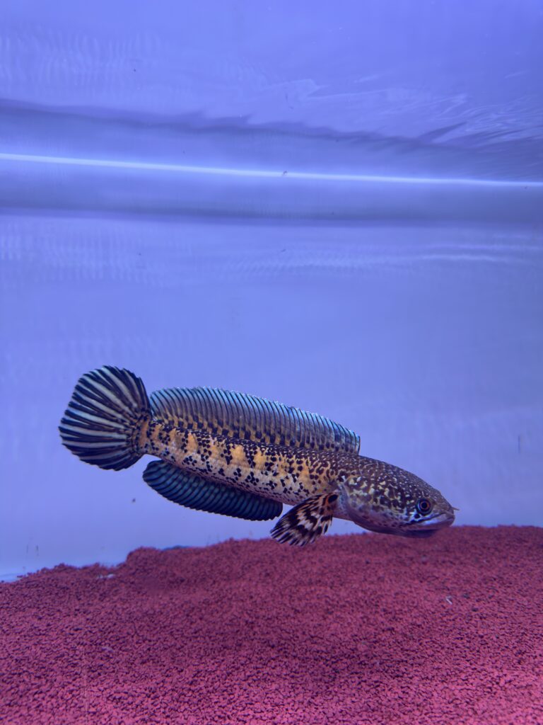 channa aurantimaculata 2