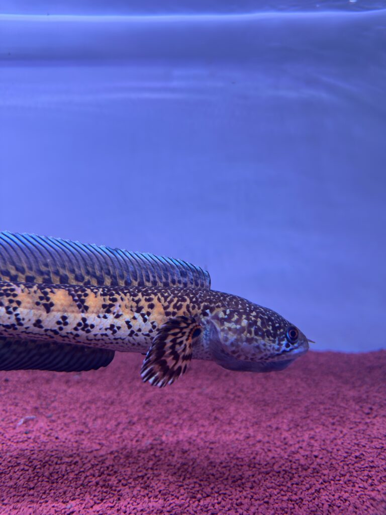 channa aurantimaculata 3