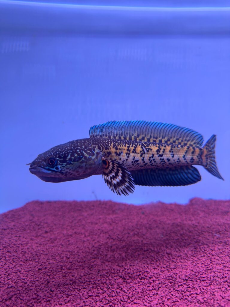 channa aurantimaculata