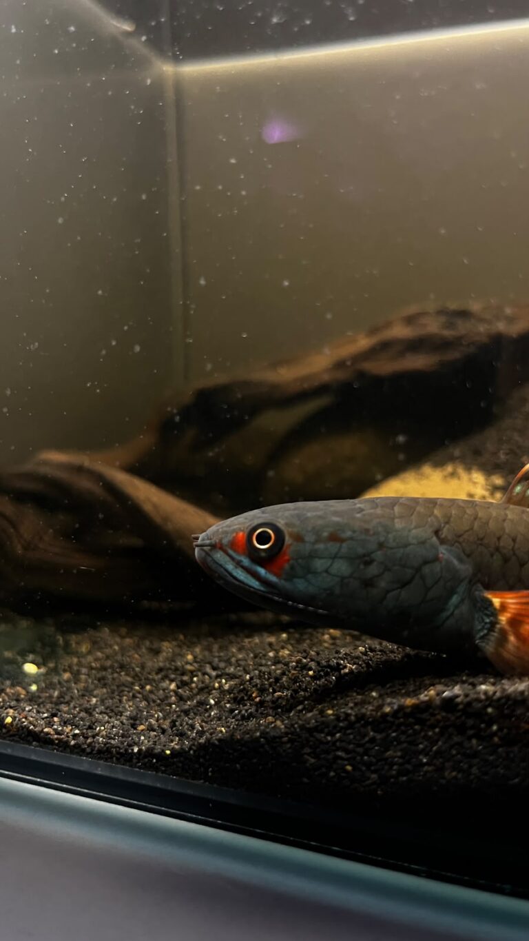 channa fire ice 1