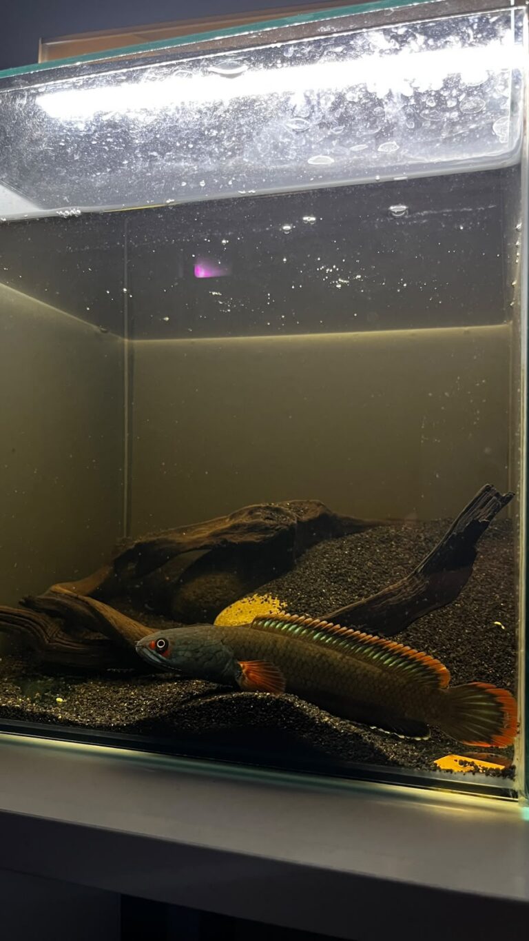 channa fire ice 2