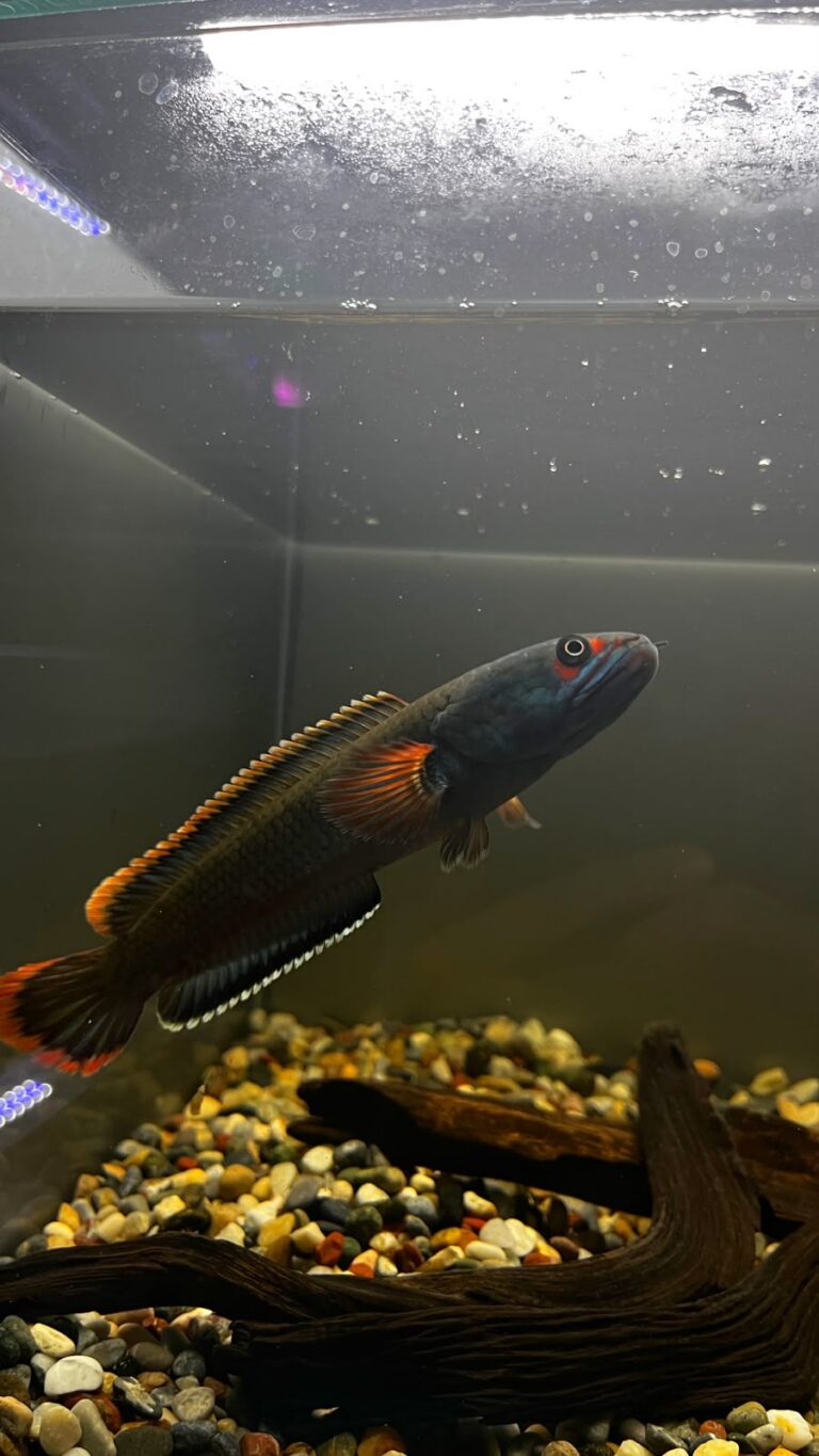 channa fire ice 3