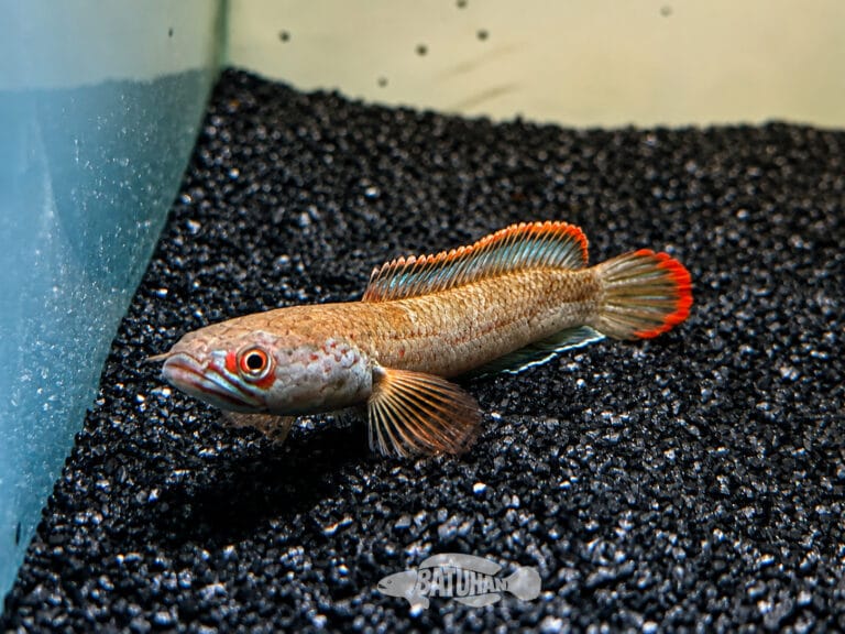 channa fire ice batuhan